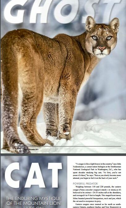 ghost cat mountain lion cover