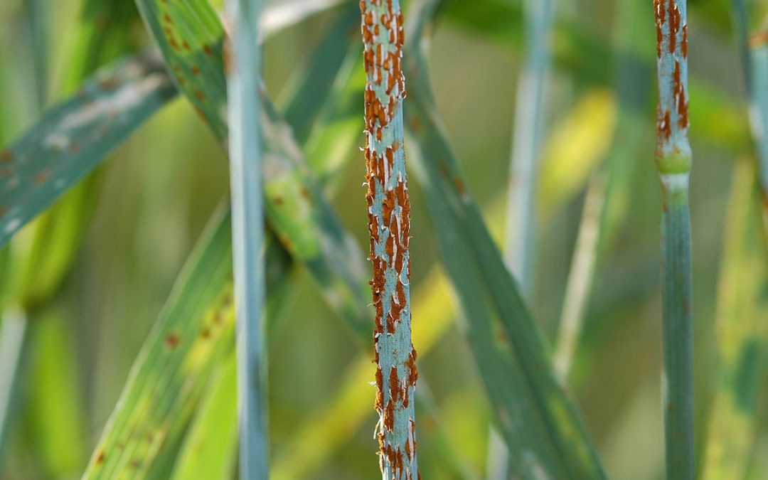 The largest plant eradication effort in U.S. history tried to halt stem rust; UNH is working on it, too