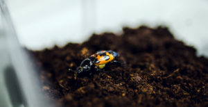 A burying beetle. UNH photo.