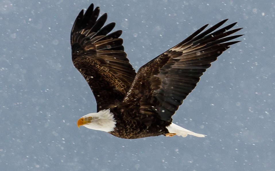 eagle flying snow jack dorsey 2018