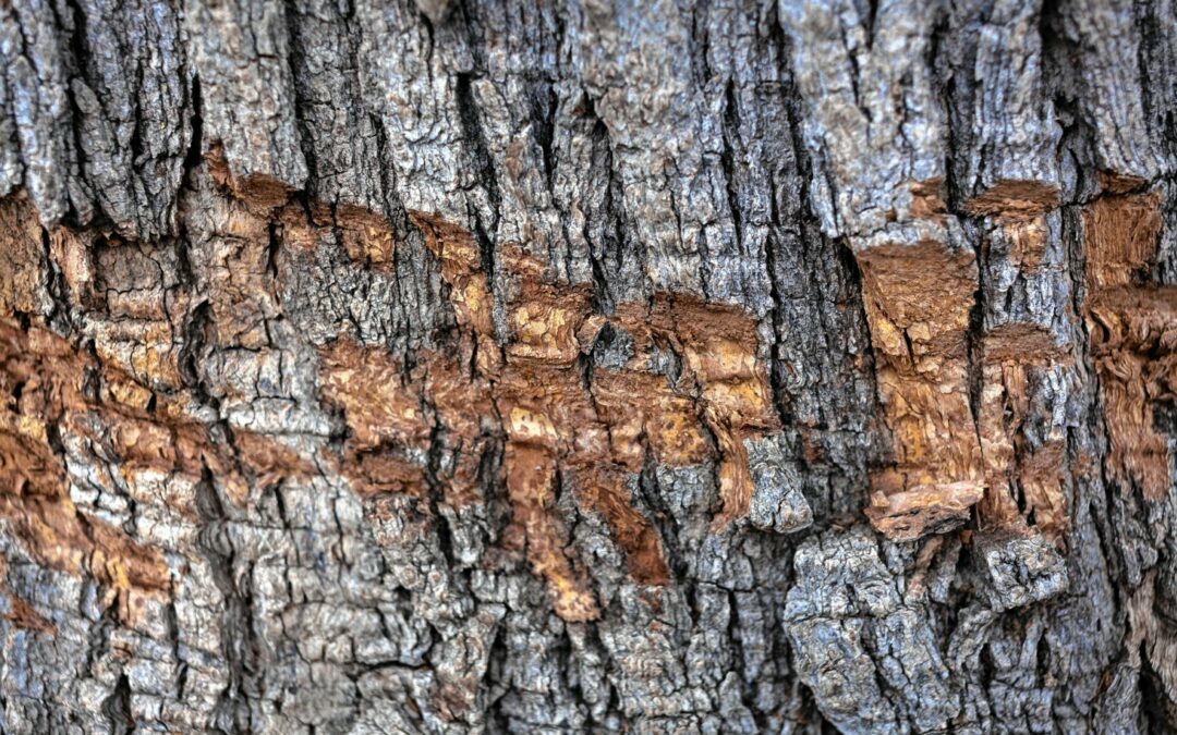 damaged bark