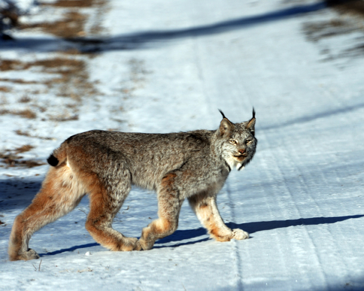 lynx crossing snowy road