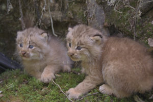 Two Canada Lynx kits. (U.S. Fish and Wildlife Service /Maine Department of Inland Fisheries and Wildlife)