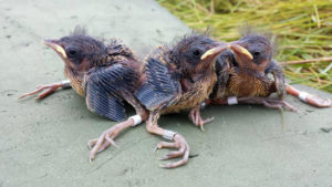 Saltmarsh sparrow nestlings. Photo: Bri Benvenuti/UNH