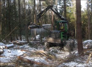 Experiment station researchers recommend that landowners prioritize thinning within infected stands or stands that are at high risk of infection, following established stocking guidelines for eastern white pine. Credit: Inge Seaboyer, NH DRED