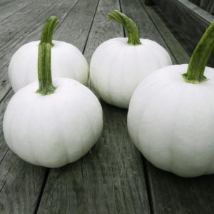 The Blanco white pumpkin variety, developed at UNH. Although why anybody wants a non-orange pumpkin is beyond me. Credit: Harris Seeds