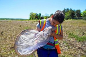 Heather Siart, a biologist with the New Hampshire Fish and Game Department, carefully grabs a frosted elfin butterfly she caught in a net in the pine barrens alongside the runway at Concord Municipal Airport on May 21, 2018. Geoff Forester, Monitor staff