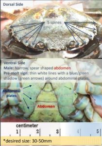 green crab photo ID