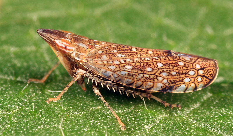 sharp-nosed leafhopper UNH