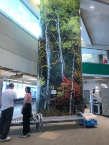This display in Manchester airport celebrates the white birch, our state tree - but the picture shows quaking aspens.