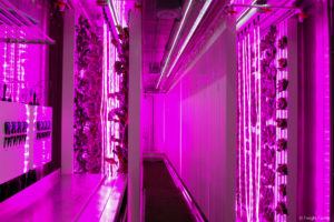 Magenta LED lights help many crops grow. Photo: Freight Farms