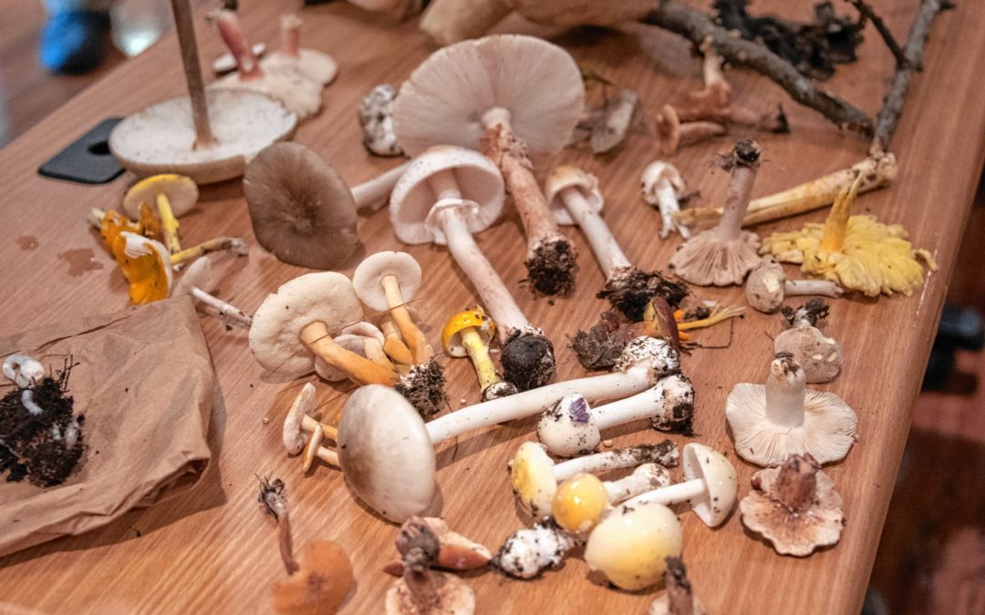 Mushrooms are bustin’ out all over