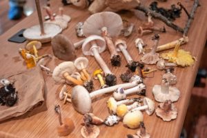 At the Gilford Library mushrooms from a mushroom walk are laid out on tables to be identified August 9, 2018.