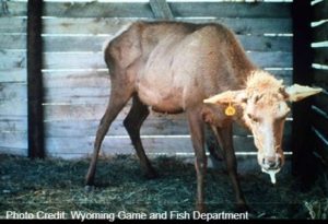 A deer with CWD. Courtesy- Wyoming Fish and Game.