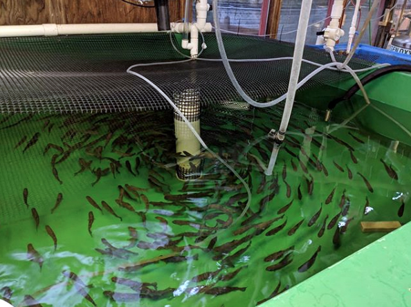 Why doesn’t aquaponics (growing plants and fish at the same time) work better?