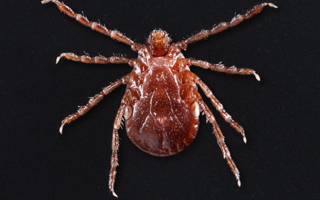 Just what New Hampshire needs: A new species of tick