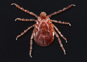 Asian longhorned tick. James Gathany/Centers for Disease Control and Prevention