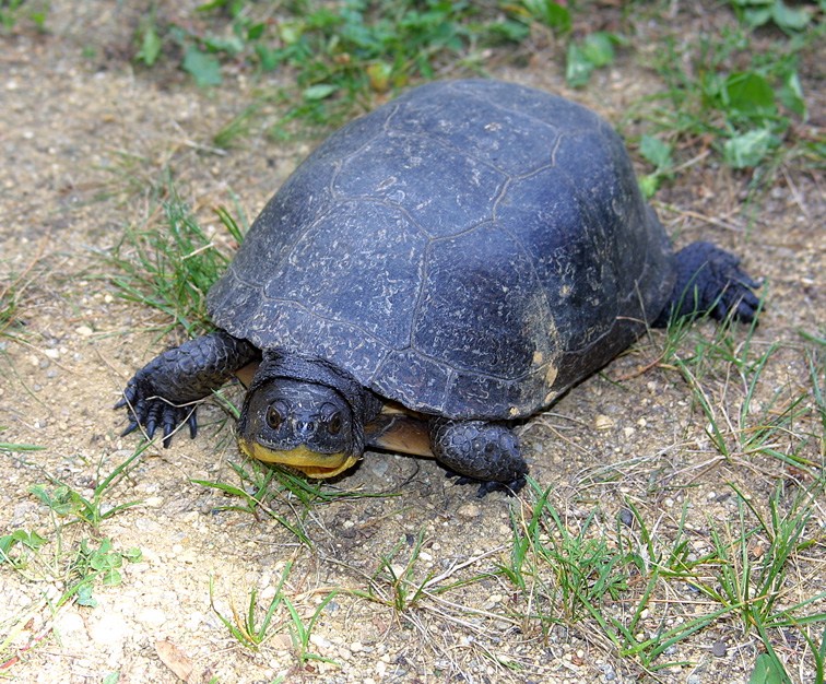 Winter habitat management will help Blanding’s Turtles in spring