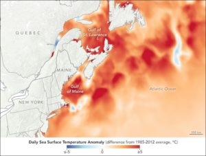 Compiled satellite and computer model data showing the anomalous heat of 8 August 2018, the second-warmest day ever recorded in the Gulf of Maine. Credit: NASA Earth Observatory/Lauren Dauphin/Coral Reef Watch