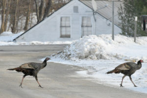 Turkeys strut across Riddle Hill Road in Grafton Center, N.H., on Dec.6,2018.(Valley News - Rick Russell)