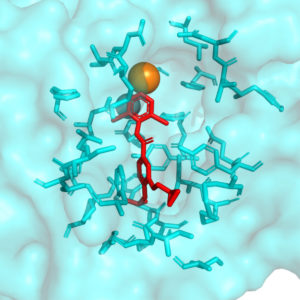 A little molecule (inhibitor) on a big molecule (enzyme). UNH computer model
