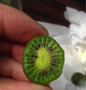 Inside a kiwiberry. Photo: NH Agricultural Experiment Station, UNH