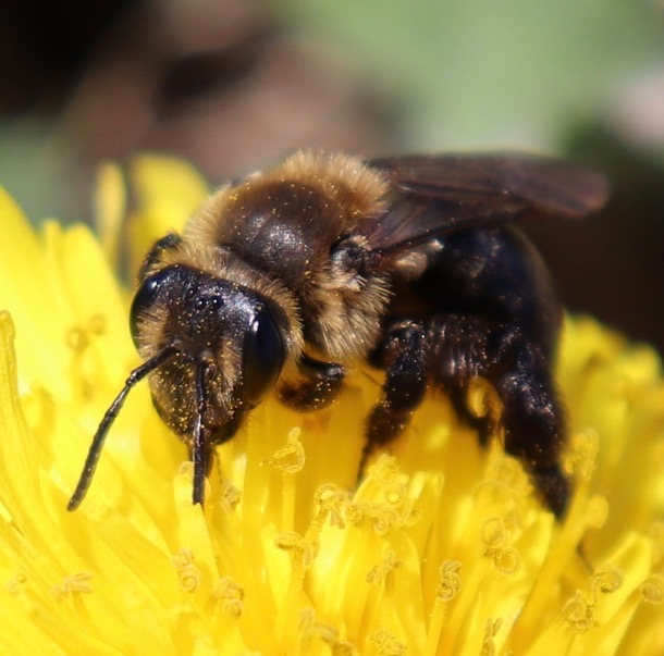 Honeybees in hives get the attention but our wild bees are hurting, too