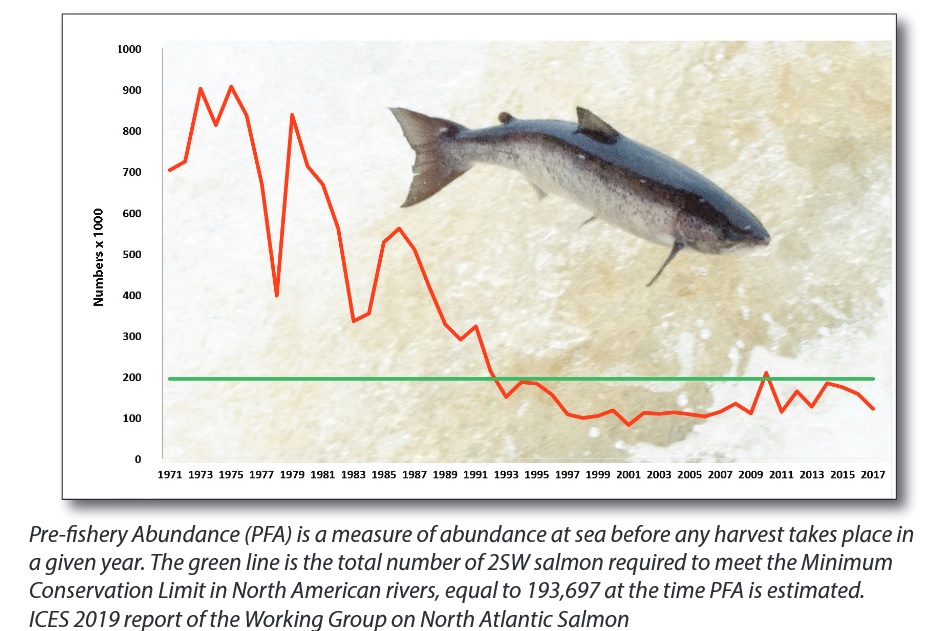 A little good news, and some big bad news, on Atlantic salmon