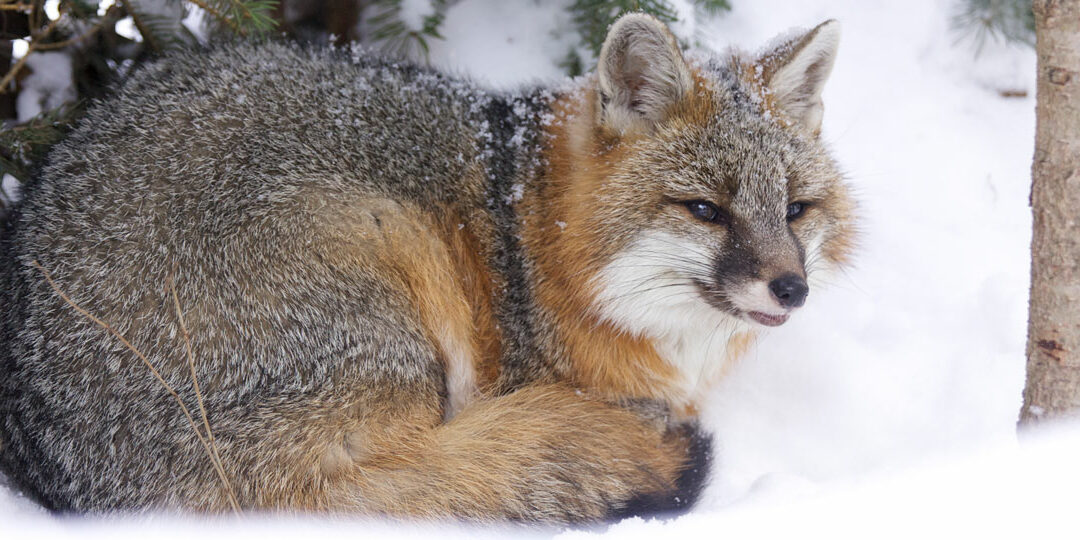 gray fox – VT wildlife