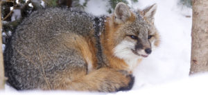 The new strain of canine distemper virus was found in two gray foxes similar to these foxes. Credit: Vermont Fish and Wildlife Department.