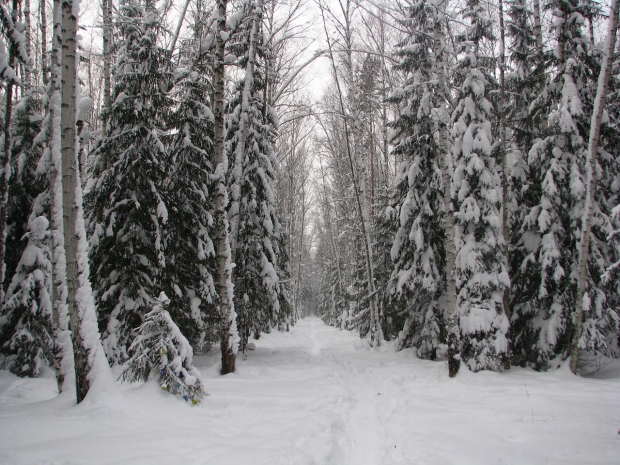 winter woods unh