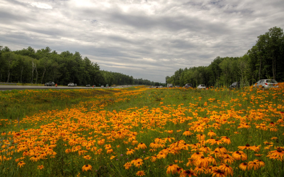 What are roadsides good for? Pollinator habitat