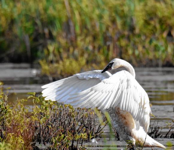 Trumpeter swan seen in N.H. for first time in  centuries
