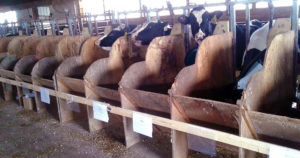 Heifers at the Fairchild Dairy Teaching and Research Center are fed wet brewers grains Photo: UNH