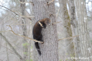 A firsher in a tree. Photo by Chip Pollard via NH Fish & Game