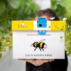 A box of bumblebees can help with indoor pollination. Courtesy of Koppert Biological Systems