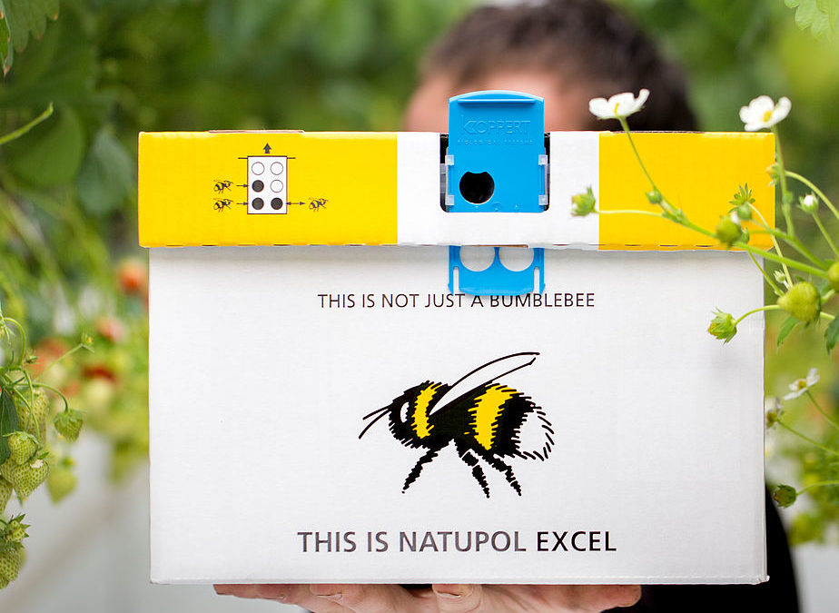 You can order everything else online, so why not a box of bumblebees?
