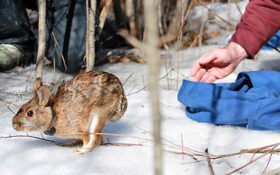 released cottontail unh