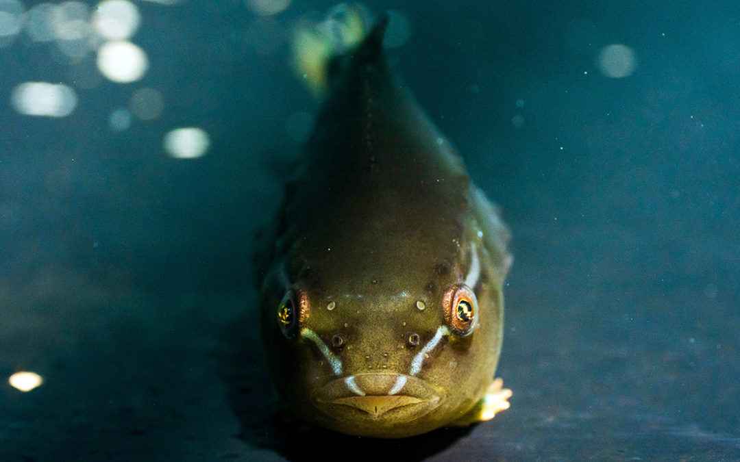 Delightfully named lumpfish might boost caged salmon production