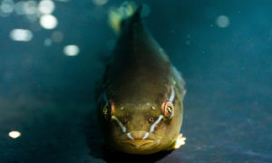a lumpfish