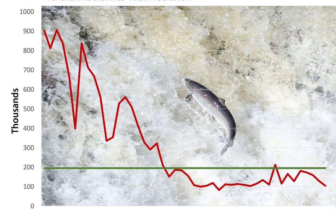 Atlantic salmon numbers keep dropping