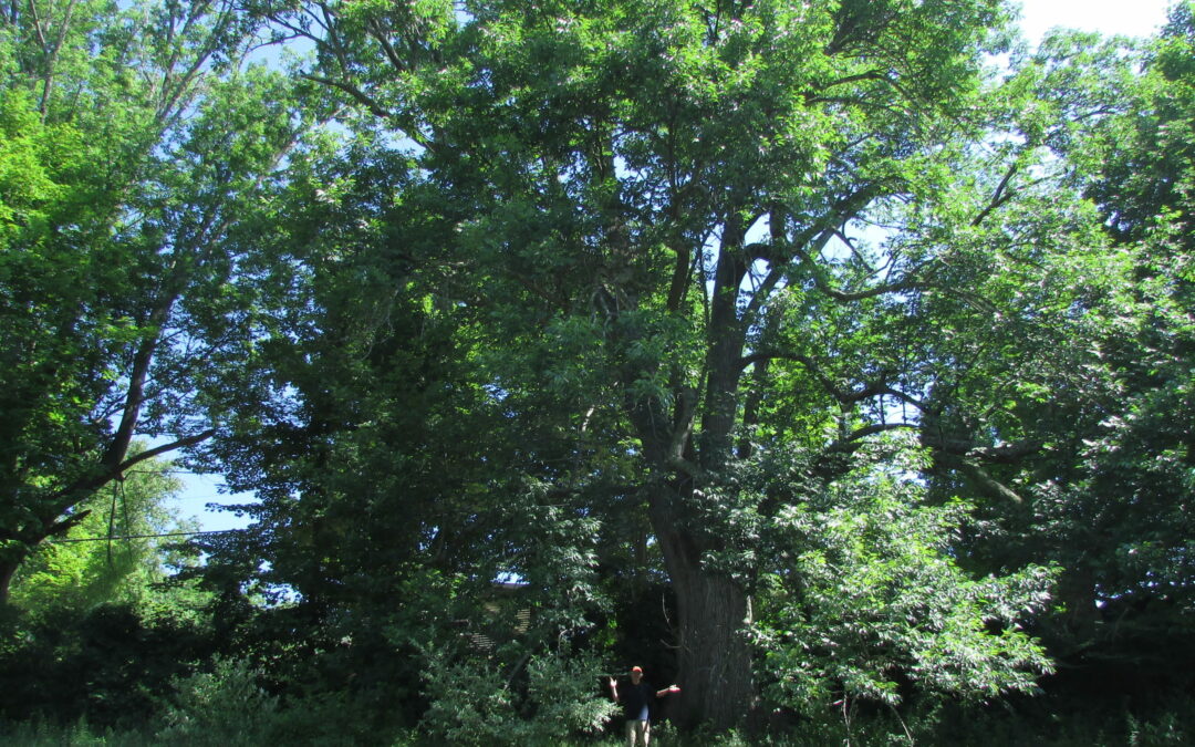 ash tree lynd (4)