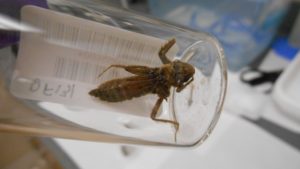 Before turning into adults, dragonfly larvae can be collected easily by citizen scientists and used as “biosentinels” to study mercury pollution. (Photo courtesy of the Dartmouth Toxic Metals Superfund Research Program)