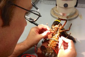 Ben Gutzler extracts a lobster permatophore, which contains anywhere from 500,000 to 5 million sperm. (UNH photo)