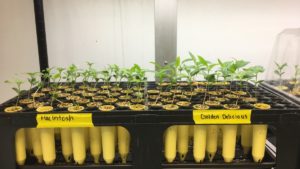 MacIntosh and Golden Delicious seedlings in the growth room at the UNH Macfarlane Research Greenhouse.