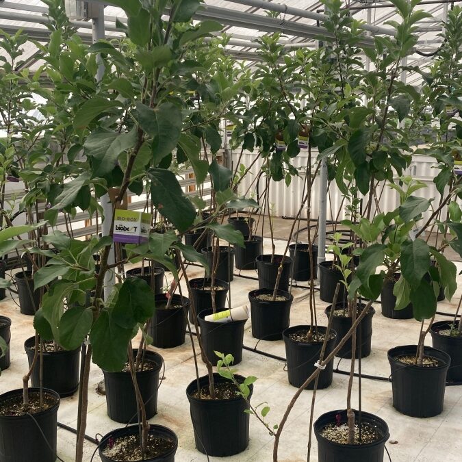 fruit trees unh greenhouse