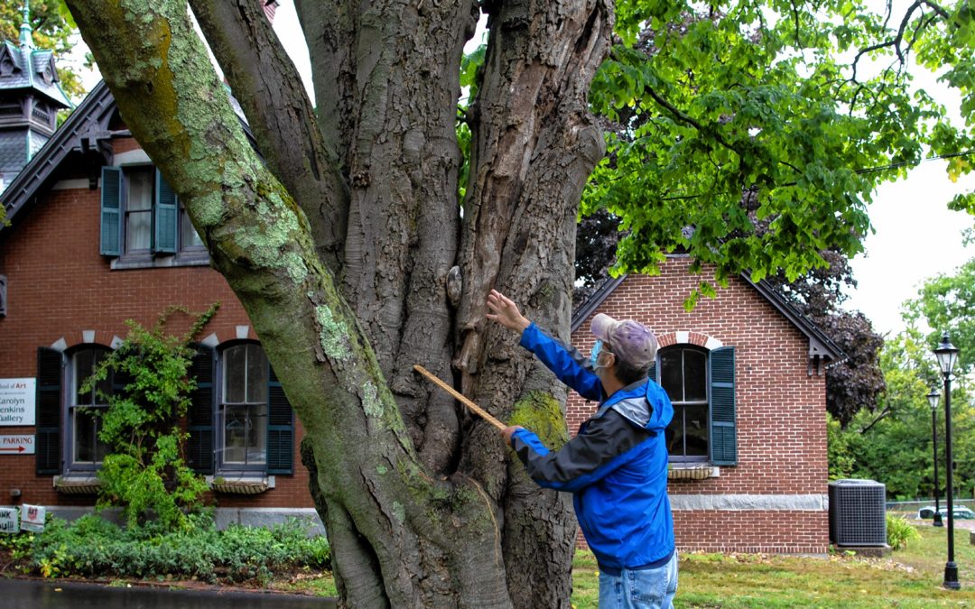 Some of the “biggest trees” in New Hampshire are going to lose that title