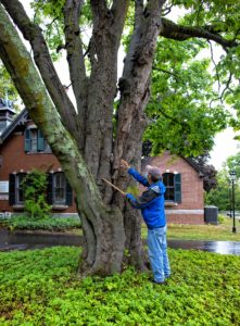 m Fleury, Merrimack County Forester, points the multi-trunked yellowwood tree at the Kimball Jenkins estate in Concord on Wednesday, September 2, 2020.