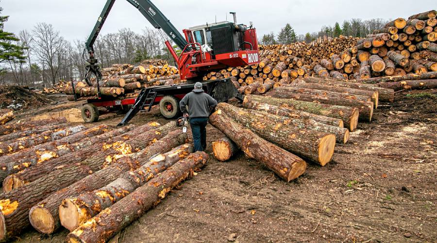 Lumber prices are going bananas, so why aren’t my trees worth more?