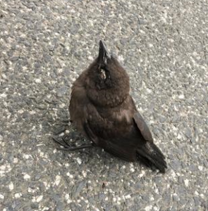 bird showing signs of unknown disease